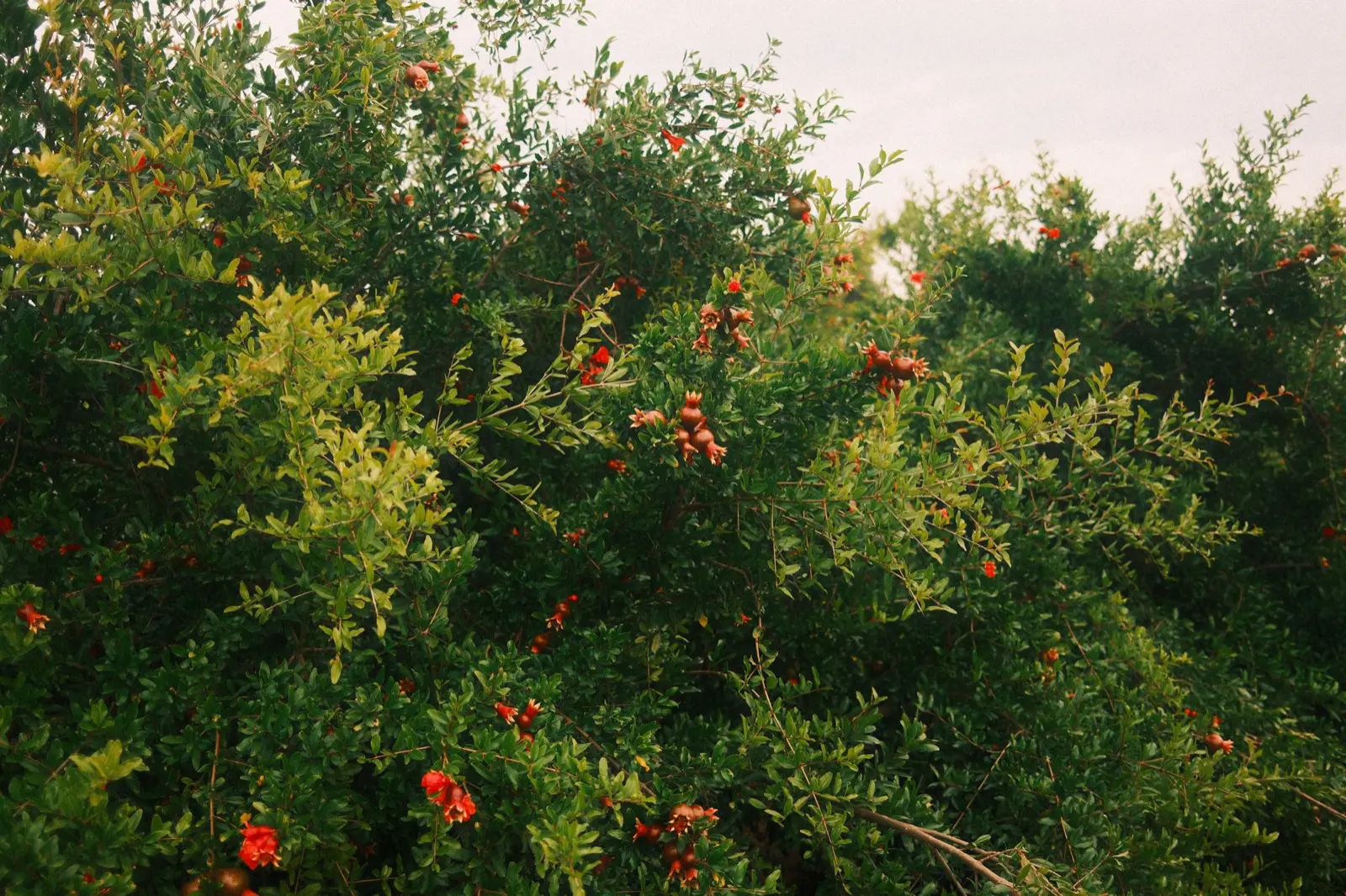 Pomegranate trees with ripening fruit under a soft evening sky