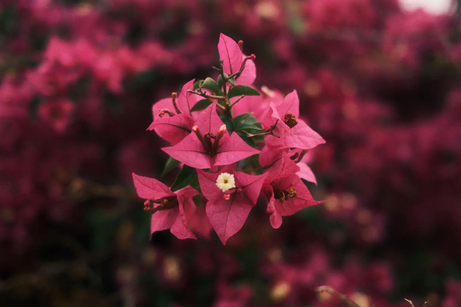 Pink bougainvillea in the sun