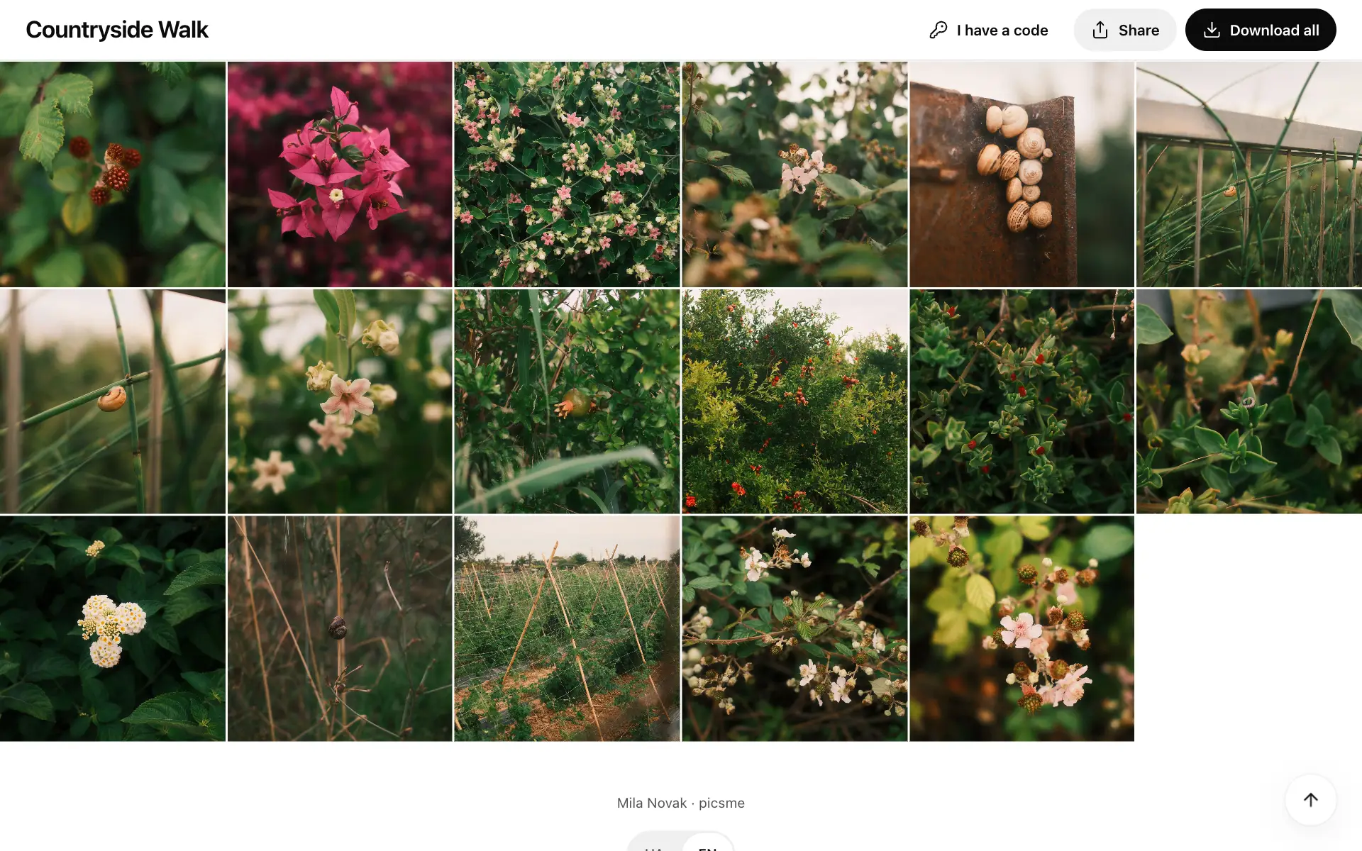 An open gallery on a computer: the title, Share and Download all on top, the photos below